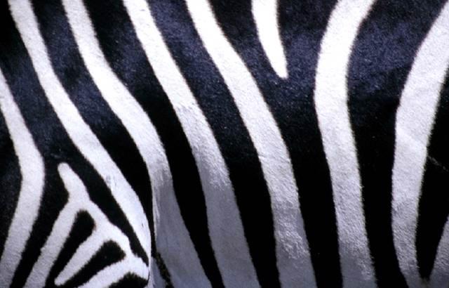 ZebraSoft Logo